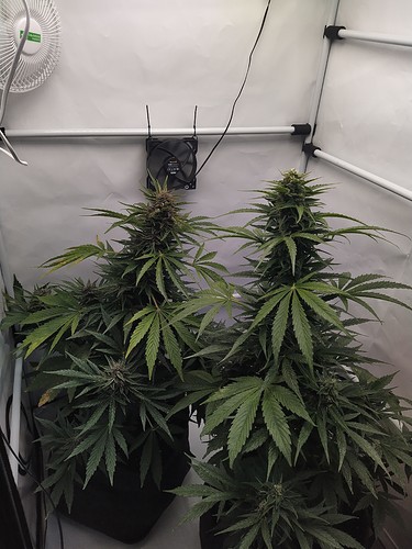 Growreport Bild 3
