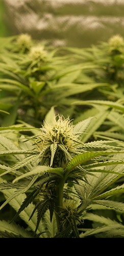 Growreport Bild 7