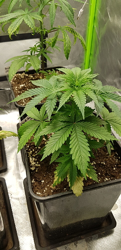 Growreport Bild 8