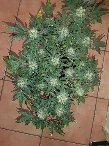 Growreport Bild 4