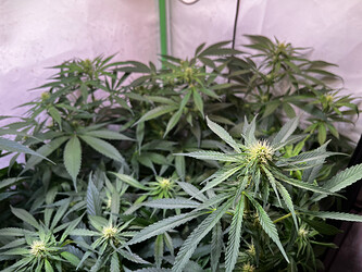 Growreport Bild 6