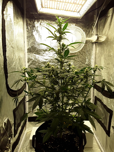Growreport Bild 2