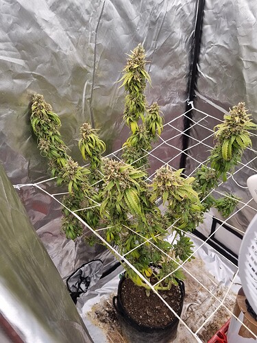Growreport Bild 26