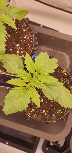 Growreport Bild 2