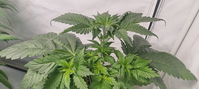 Growreport Bild 7