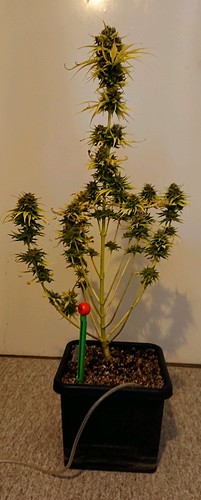 Growreport Bild 5