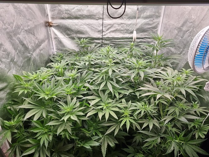Growreport Bild 9