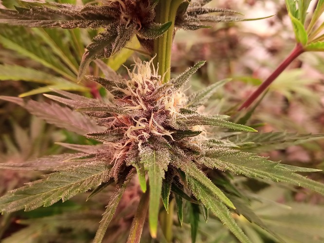 Growreport Bild 1