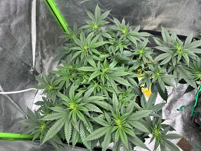 Growreport Bild 3