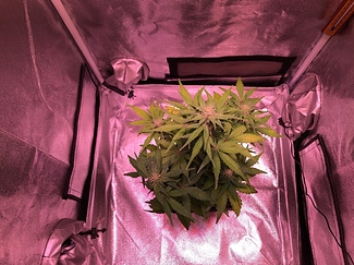 Growreport Bild 9