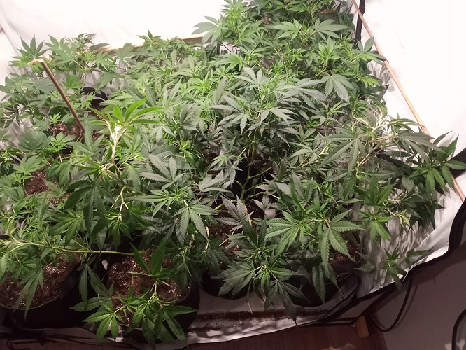 Growreport Bild 22