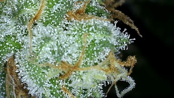 Growreport Bild 30
