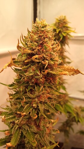 Growreport Bild 40