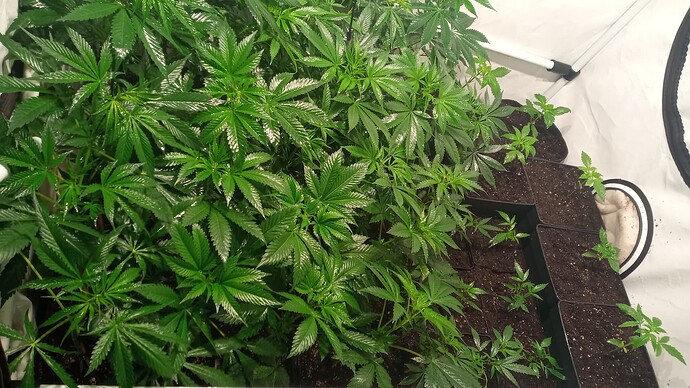 Growreport Bild 2