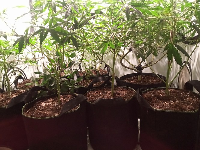 Growreport Bild 30