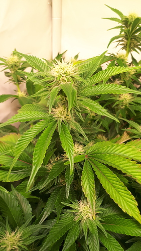 Growreport Bild 7