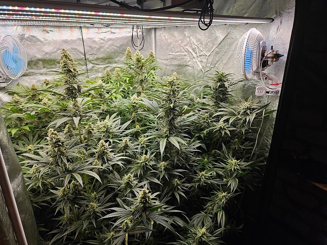 Growreport Bild 43