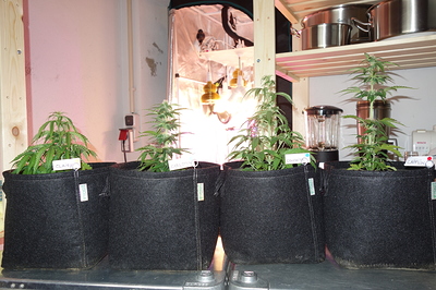 Growreport Bild 23