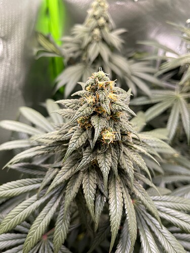 Growreport Bild 2