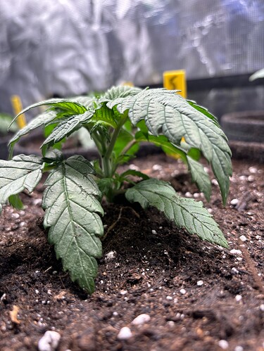 Growreport Bild 153