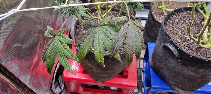 Growreport Bild 13