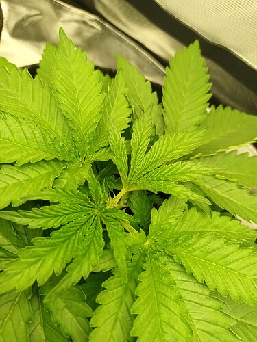 Growreport Bild 15