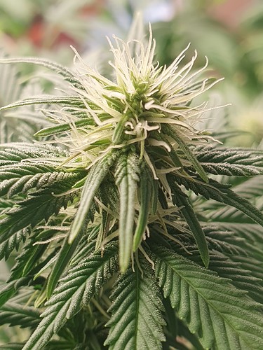 Growreport Bild 1