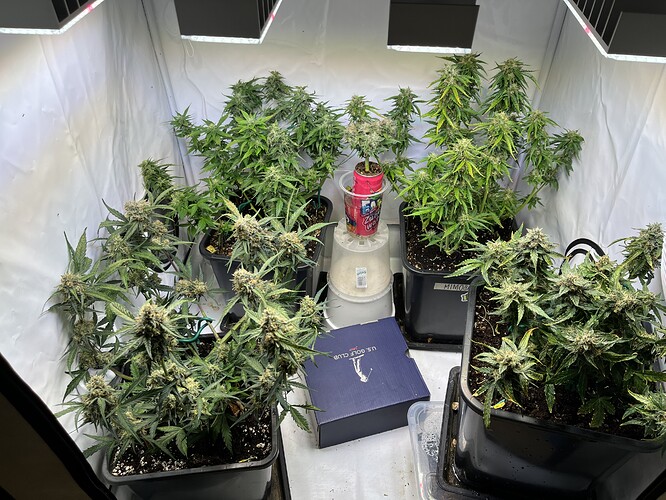 Growreport Bild 1