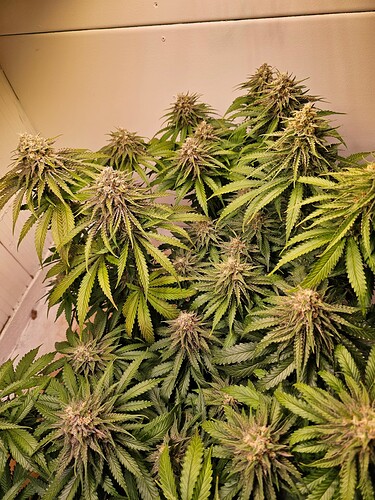 Growreport Bild 12
