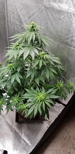 Growreport Bild 4