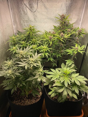 Growreport Bild 5