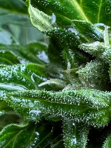 Growreport Bild 16