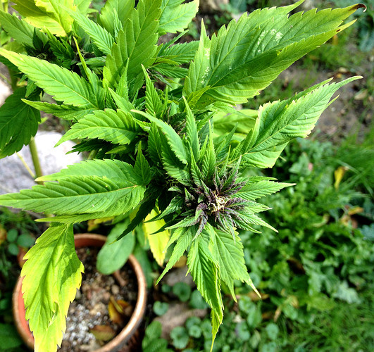 Growreport Bild 2