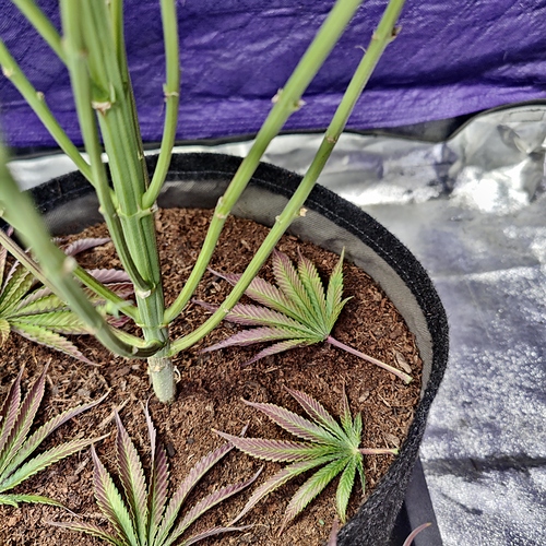 Growreport Bild 8