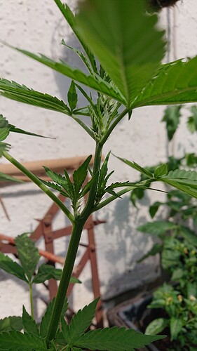 HulkBerry Auto Fäden 2