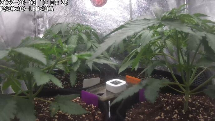 Grow ⛺ - 2022-06-03 10.05.25