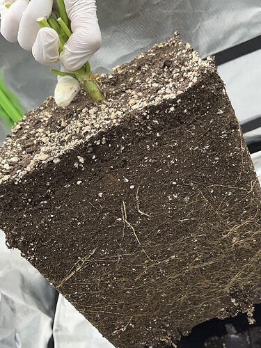 Growreport Bild 17