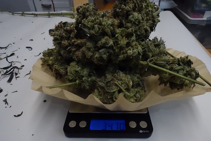 Growreport Bild 1