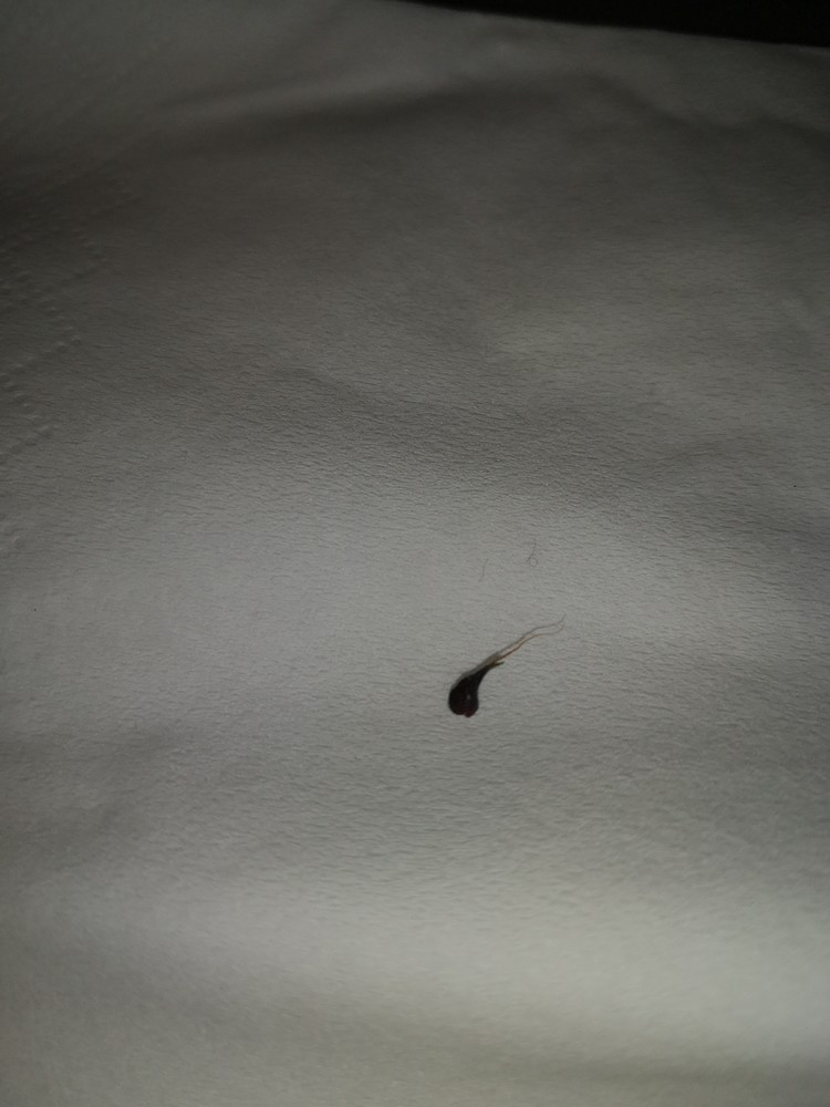 Mein erster Grow 2x Purple Bud