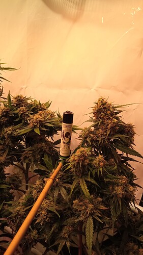 Growreport Bild 33