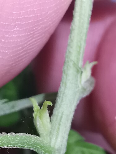 Growreport Bild 3