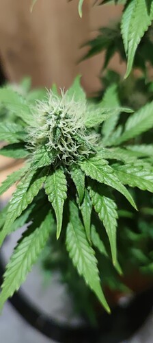 Growreport Bild 4