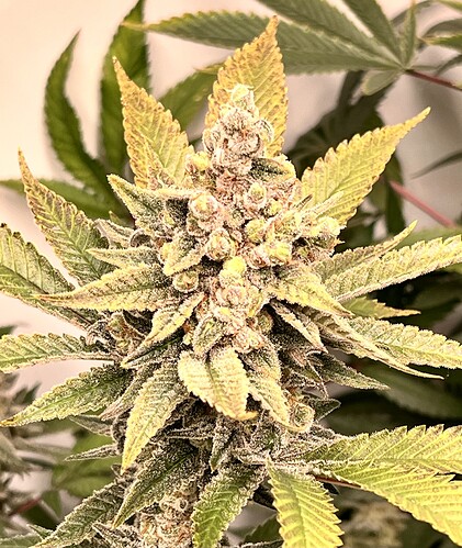 Growreport Bild 15