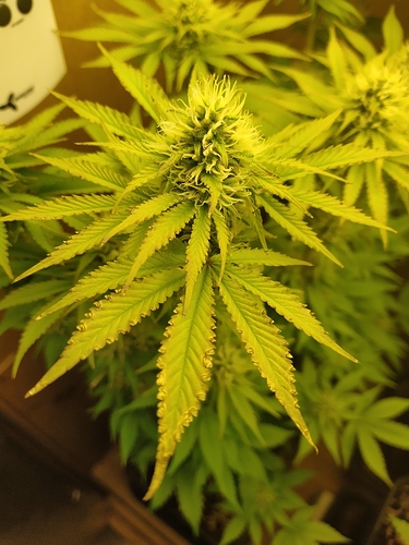 IMG_20201206_094658_1