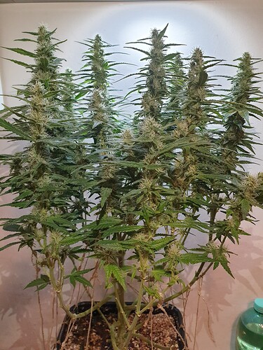 Growreport Bild 8