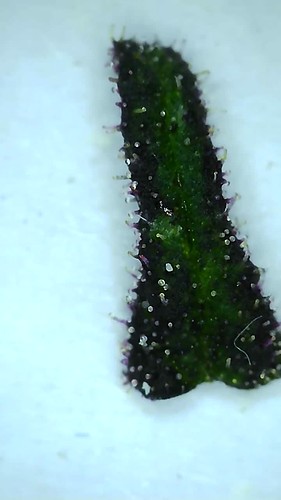 Growreport Bild 6