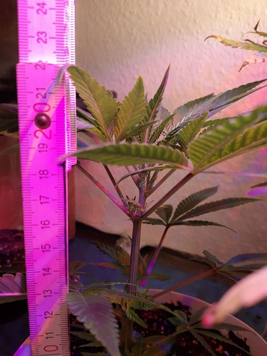 Growreport Bild 9