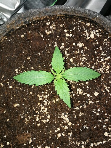 Growreport Bild 106