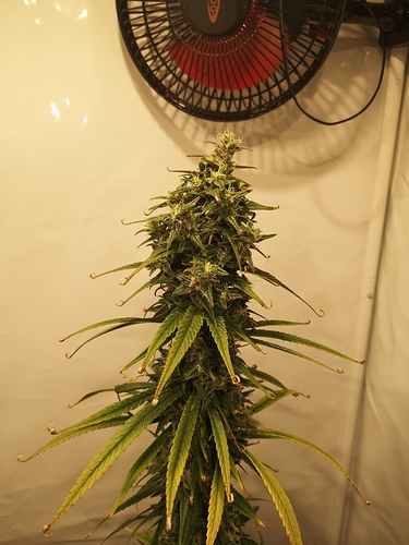 Growreport Bild 4