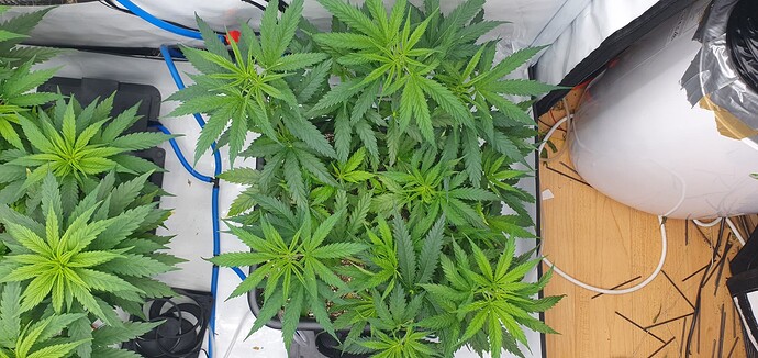Growreport Bild 19